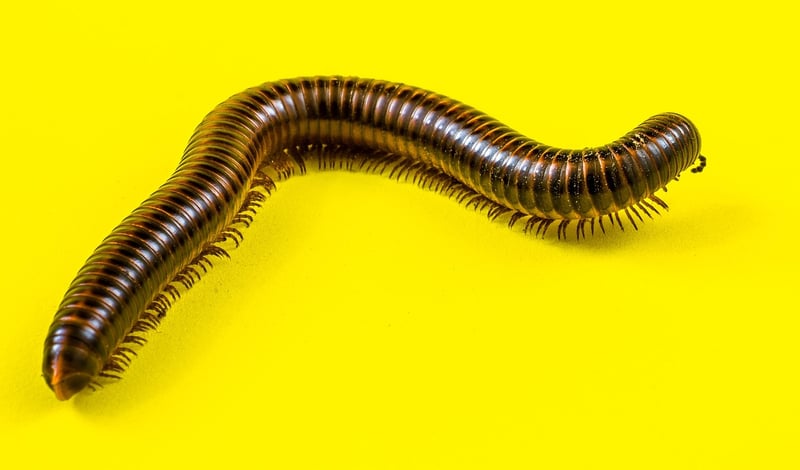 Millipede in the garden